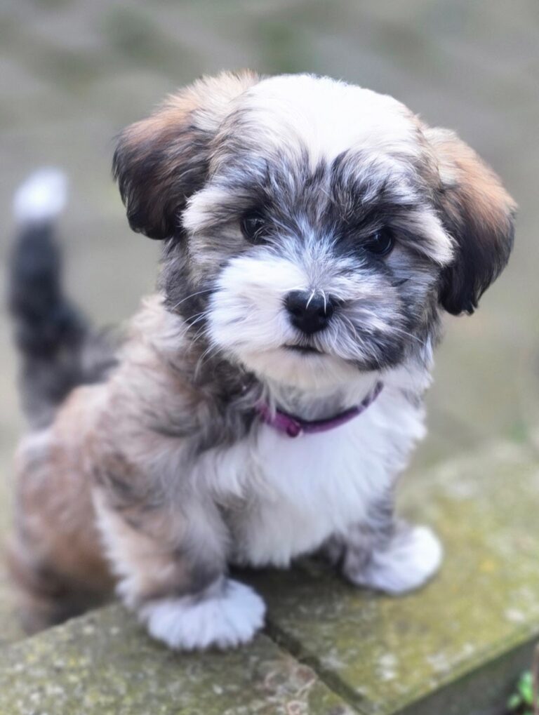 Bichon-havanese